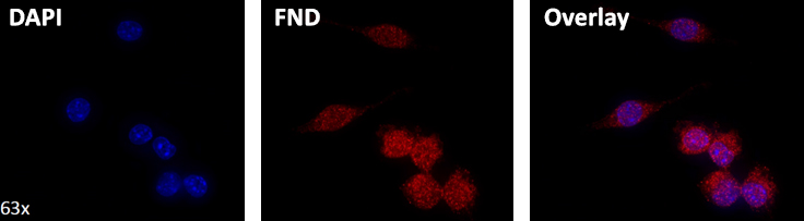 Streptavidin functionalized 40 nm fluorescent nanodiamond containing NV centers (~2 ppm) targeting a biotinylated intracellular target, with comparison and overlay to DAPI (4’,6-diamidino-2-phenylindole) stained nuclei.
