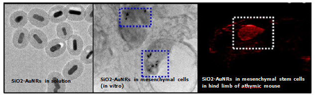 The first panel shows TEM images of SiO2-AuNRs