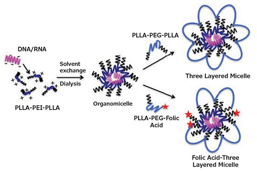 Formulation of non-targeted and targeted three-layered micelles in a 2-step process Formulation of non-targeted and targeted three-layered micelles in a 2-step process