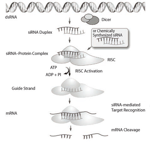 The mechanism of endogenous and induced RNA interference (RNAi). siRNA is eventually incorporated into the RISC where complementary mRNA binds before it is cleaved. The mechanism of endogenous and induced RNA interference (RNAi). siRNA is eventually incorporated into the RISC where complementary mRNA binds before it is cleaved.