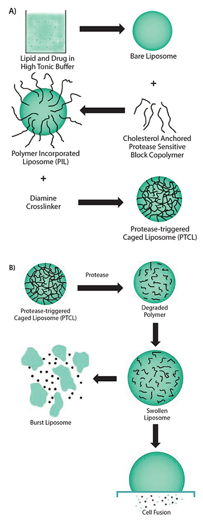 Scheme showing the multiple steps involved in the synthesis of uPA-sensitive Scheme showing the multiple steps involved in the synthesis of uPA-sensitive