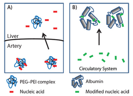 delivery methods of nucleic acids delivery methods of nucleic acids