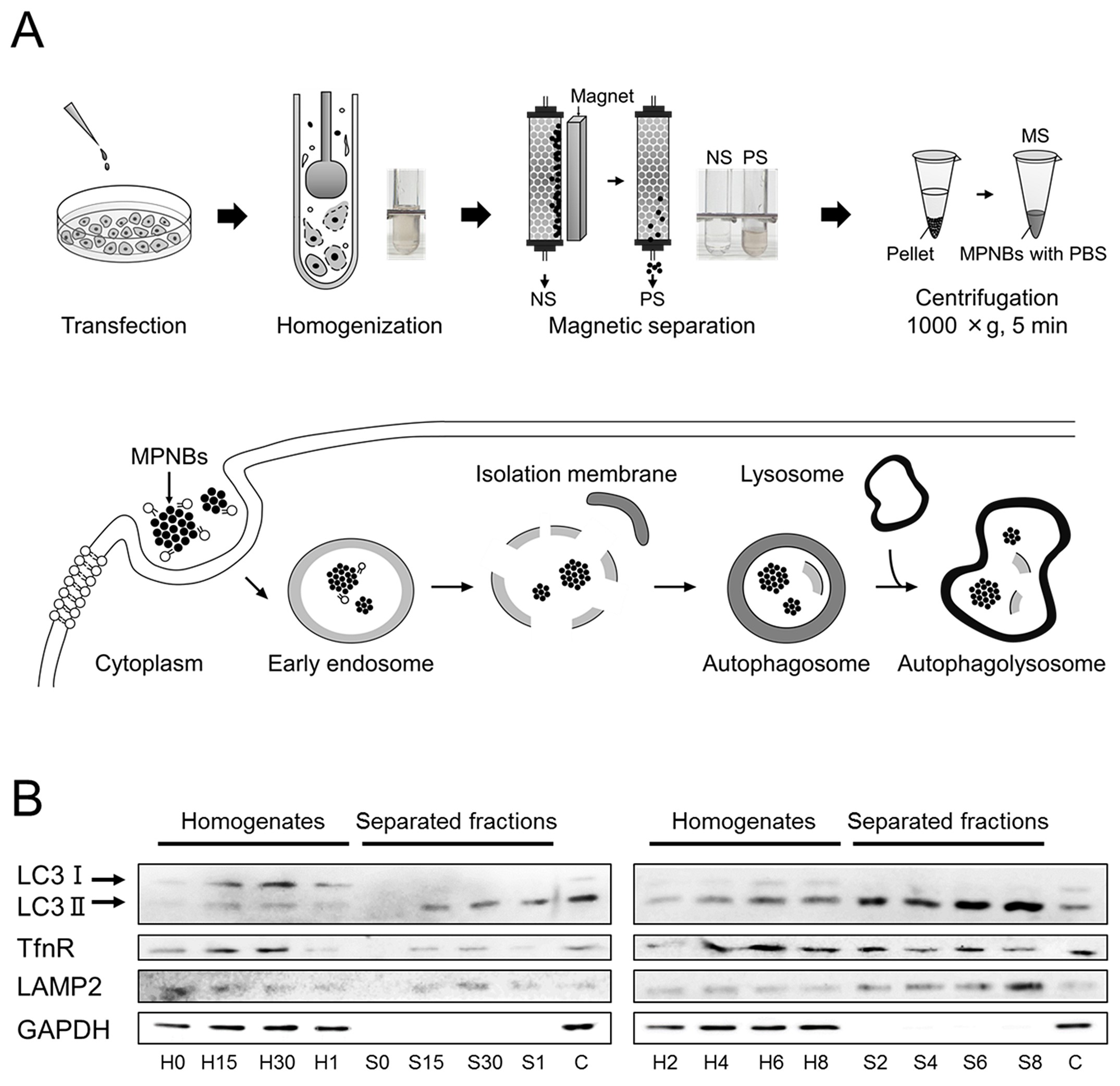 Magnetic separation scheme and western blotting results. Magnetic separation scheme and western blotting results.