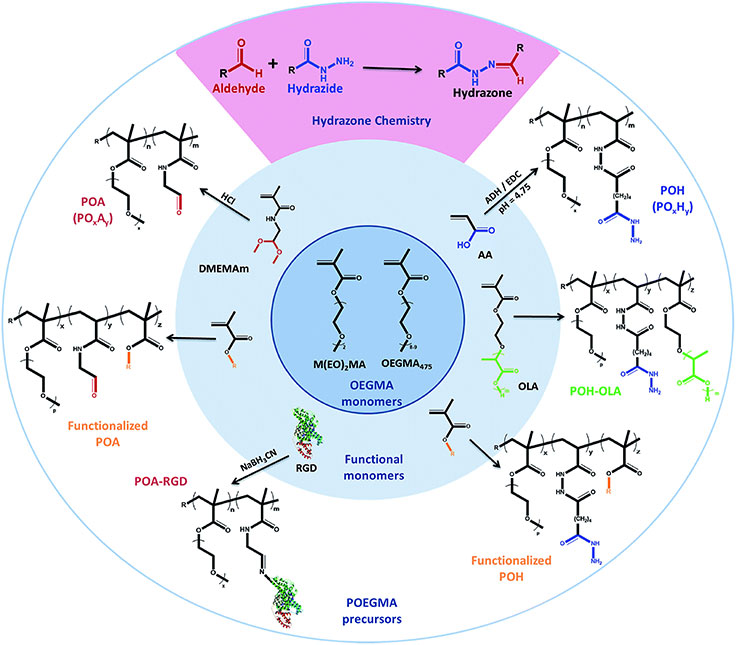 Print Library of functionalized hydrazide and aldehyde-functionalized poly(oligoethylene glycol methacrylate)