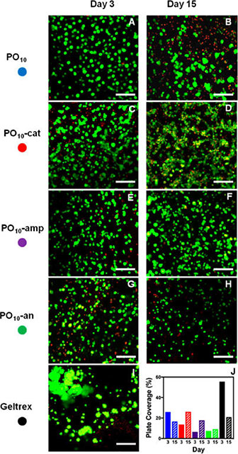 Print 3D encapsulation of ARPE-19 retinal epithelial cells imaged using confocal microscopy