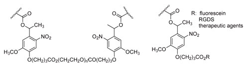 Photodegradable o-NB moieties incorporated into hydrogel backbone and for therapeutic agent release Photodegradable o-NB moieties incorporated into hydrogel backbone and for therapeutic agent release