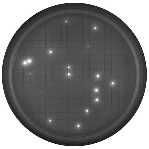Agar plate after fluorescent staining for rapid microbial detection with the Milliflex® Quantum system