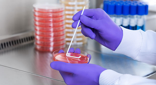 Solid ready to use culture media for microbial testing A laboratory technician wearing gloves is using a sterile swab to inoculate a red agar Petri dish