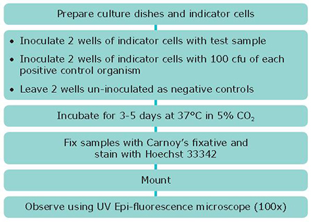 DNA staining methods DNA staining methods