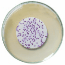用于分化的HiCrome™ M-TEC琼脂 用于分化的HiCrome™ M-TEC琼脂