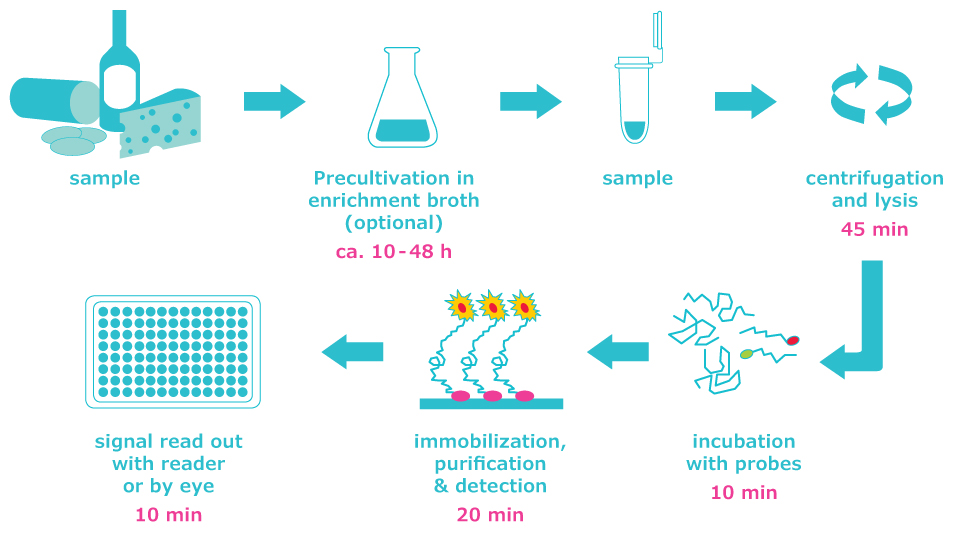HybriScan® system screening workflow includes pre-cultivation of the sample in enrichment broth. After centrifugation, the sample is incubated, immobilized, purified, and finally detected with a read out available in less than 10 min. The total analysis time takes up to 2–2.5 hours.