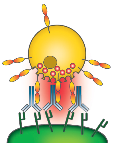 Antibody-dependent cell-mediated cytotoxicity Antibody-dependent cell-mediated cytotoxicity