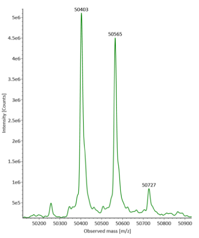 Deconvoluted mass spectra of heavy chain of fully reduced SigmaMAb reference Deconvoluted mass spectra of the heavy chain from fully reduced SigmaMAb reference reveal three distinct peaks observed at mass values of 50403, 50565, and 50727 respectively, from left to right.
