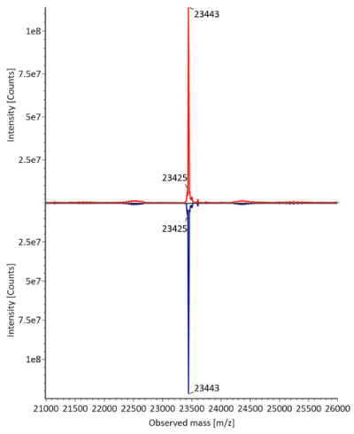 Deconvulated mass spectra for light chain of fully reduced trastuzumab. Red: Innovator; Blue: Biosimilar. Deconvulated mass spectra for light chain of fully reduced trastuzumab with a distinct peak observed at a mass of 23443. The innovator is represented by a red curve, while the biosimilar is depicted by a blue curve, with intensity measured in counts on the y-axis and observed mass on the x-axis.