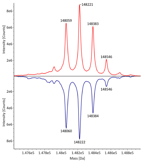 Deconvulated mass spectra for non-reduced trastuzumab The deconvoluted mass spectra for non-reduced trastuzumab reveals distinct peaks at mass values of 148059, 148221, 148383, and 148546 from left to right. The innovator is depicted by a red curve, and the biosimilar by a blue curve, with intensity measured in counts on the y-axis and observed mass on the x-axis.