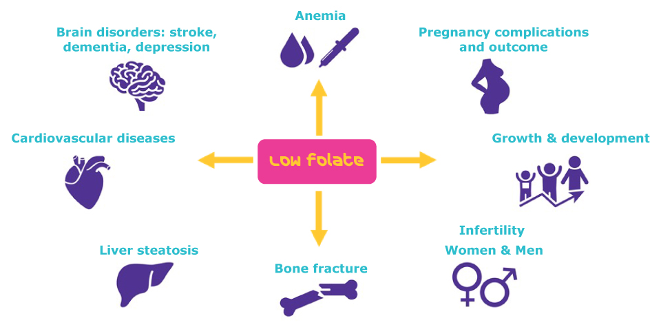 Benefits of Folate Benefits of Folate | Folate insufficiency can lead to a range of diseases and medical conditions