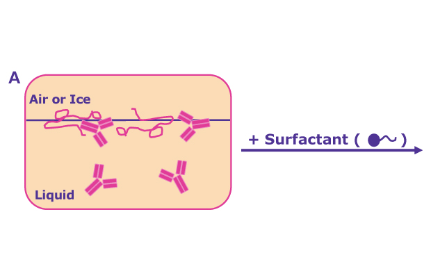 Protein adsorption to interfaces triggers the formation of a protein film and subsequent aggregation. This is prevented by adding surfactants through two mechanisms: By competitive surface adsorption with the surfactant molecules covering hydrophobic interfaces or direct binding of the surfactants to the protein molecules, solubilizing them in the liquid phase.