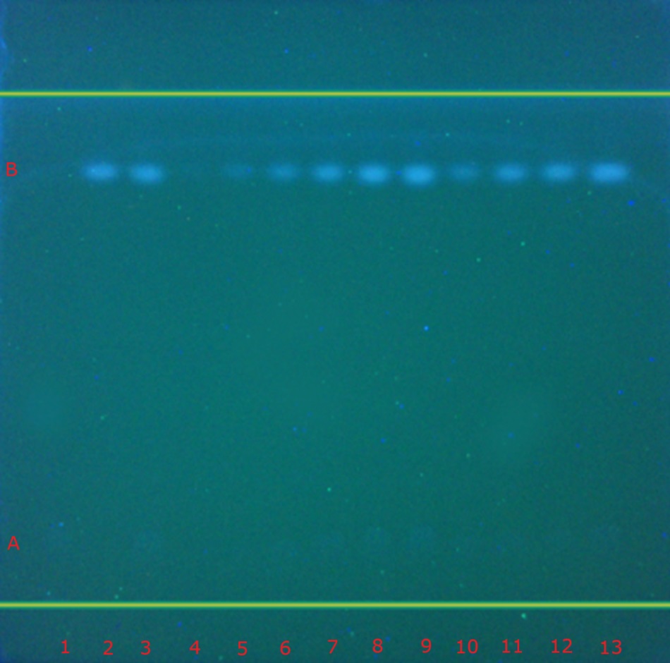 A thin-layer chromatography (TLC) plate viewed under 366 nm UV light. Band A corresponding to atenolol is nearly invisible under this wavelength, while band B corresponding to chlorthalidone appears as bright white or bluish-white fluorescent spots near the top of each lane. Thirteen tracks are visible, marked numerically from 1 to 13 along the bottom edge in red, representing identification standards, calibration samples, a test sample, and recovery studies. The background is dark teal to black, enhancing the contrast of fluorescent spots. The overall pattern of band B confirms the successful identification, calibration, and recovery of chlorthalidone in the analyzed tablet samples.