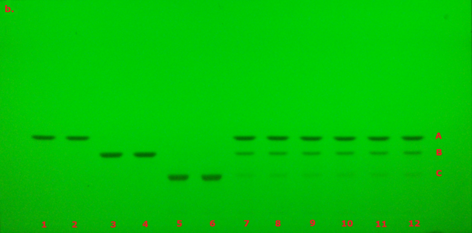 TLC chromatogram for identification of curcuminoid extract prior to derivatization under UV at 254 nm. A thin-layer chromatography (TLC) plate visualized under ultraviolet light at 254 nm, with a bright green fluorescent background. There are twelve lanes labeled with red numbers at the bottom, and three horizontal bands labeled A, B, and C on the right side, also in red. These fluorescent bands represent curcumin (top band A), demethoxycurcumin (middle band B), and bisdemethoxycurcumin (bottom band C). The sample bands appear as dark green to black spots against the green background, indicating the absorption of UV light by the analytes. The bands are well-aligned across lanes, representing the separation of three different compounds.