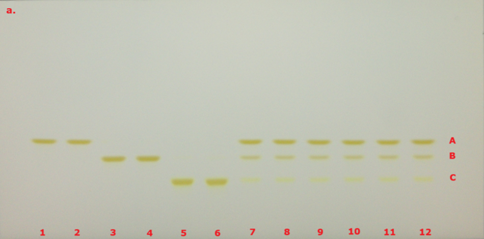 TLC chromatogram for identification of curcuminoid extract prior to derivatization under VIS. A thin-layer chromatography (TLC) plate with twelve sample lanes labeled 1 through 12 in red at the bottom. Each lane shows three horizontal bands of yellowish spots at varying heights, labeled A, B, and C on the right side in red. These fluorescent bands represent curcumin (top band A), demethoxycurcumin (middle band B), and bisdemethoxycurcumin (bottom band C). These bands represent separated components of the samples applied to the plate. The bands are clearly resolved and appear in consistent positions across lanes 7 to 12, indicating reproducible separation, while lanes 1 to 6 show varied band positions and intensities. The plate background is a light, neutral color, and the overall contrast highlights the separated spots effectively.
