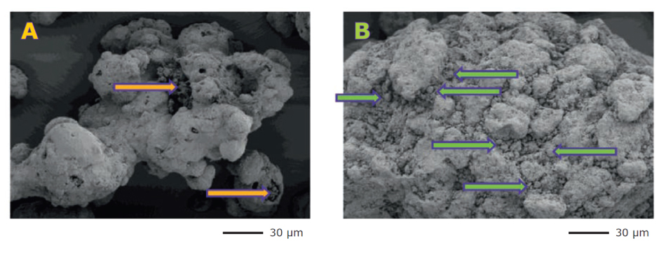 Scanning electron microscopy (SEM) images comparing API adsorption on the surface area of two types of spray-dried mannitol