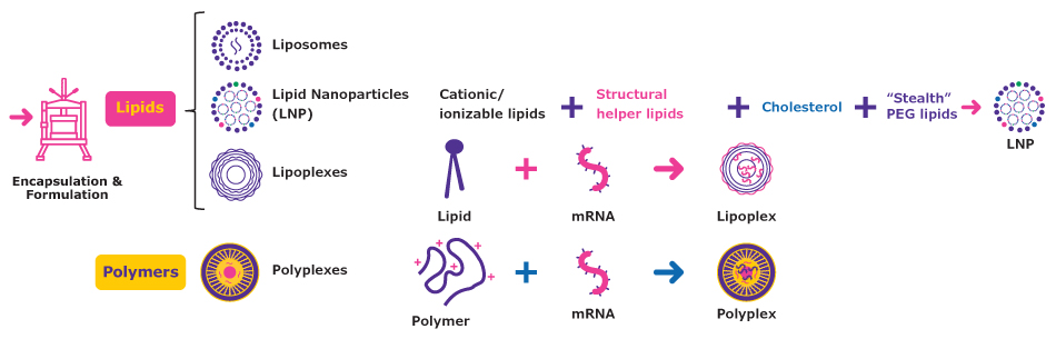 Commonly Used mRNA Delivery Systems Visualization of available mRNA delivery systems and their composition, including liposomes, lipid nanoparticles, lipoplexes, and polyplexes.