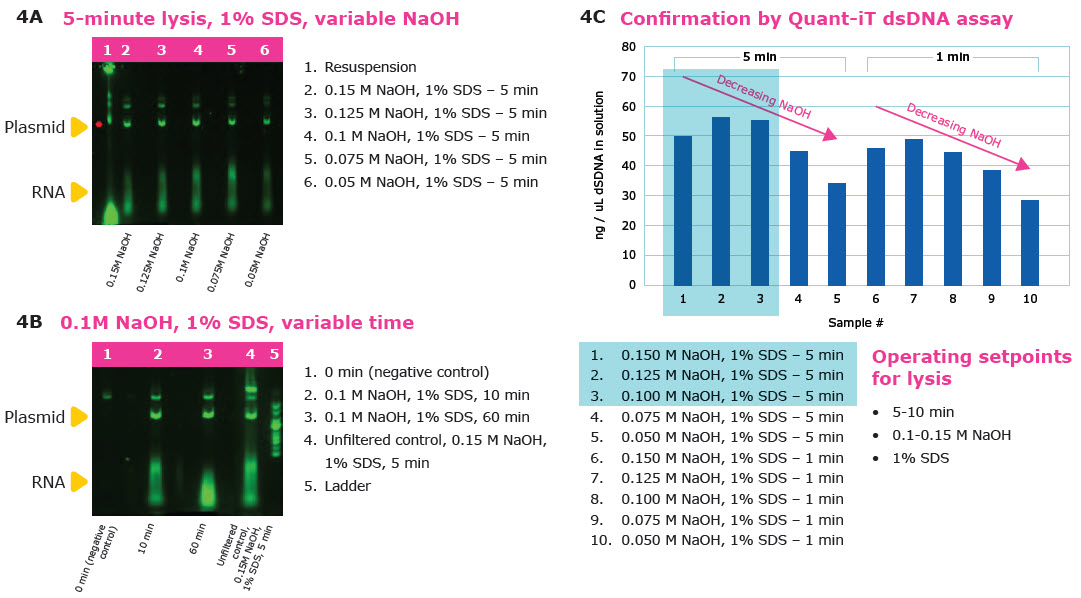 Alkaline lysis optimization for pDNA manufacturing Gels and Quant-iT dsDNA assay showing optimization data for alkaline lysis time and pH for pDNA manufacturing.