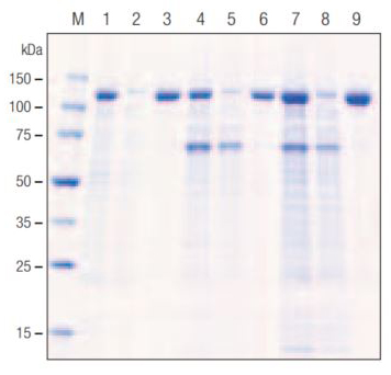 Centrifugation-free Protein Extraction and Purification from Total Cultures of Baculovirus-infected Insect Cells Purification of His•Tag® β-galactosidase