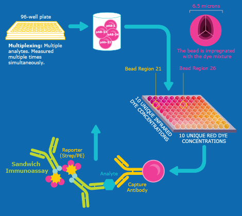RituPlex and InnoPlex, high-throughput PCAs. RituPlex and InnoPlex, high-throughput PCAs.