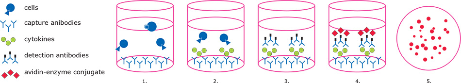 Cartoon illustration of an ELISpot workflow. Step 1 shows an antibody-coated well with cells. Step 2 shows an antibody-coated wells with cells secreting cytokines. Step 3 shows the same antibody-coated well with cytokines sandwiched between capture antibody (coated to well) and detection antibody. Fourth step shows the addition of avidin-enzyme conjugate. Fifth step shows red spots on surface of well membrane.