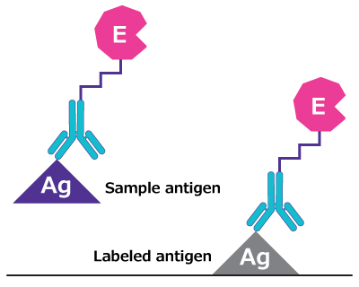 Illustration showing labeled antigen bound to well surface, displacing sample antigen - each of which are bound to primary antibody-conjugate.