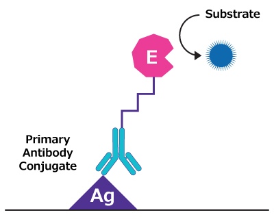 Illustration showing antigen coated to well surface, bound to primary antibody-enzyme conjugate, with substrate added for enzymatic reaction.