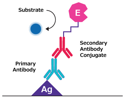 Illustration showing antigen coated to well surface, bound to primary antibody which is bound by a secondary antibody-enzyme conjugate, with substrate added for enzymatic reaction.
