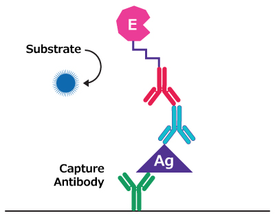 Illustration showing antigen coated to well surface, bound to primary antibody-enzyme conjugate, with substrate added for enzymatic reaction.