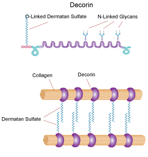 Decorin