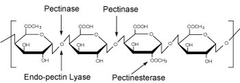 Enzymes for Alternative Energy Research Homogalacturonan image
