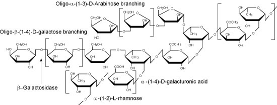 Enzymes for Alternative Energy Research Rhamnogalacturonan I image