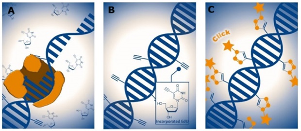 EdU-based DNA labeling during cell proliferation Three panels, each illustrating a step in the EdU-based DNA labeling process used to detect cell proliferation. In the first panel, a DNA double helix is shown being replicated, with a polymerase enzyme complex interacting with the DNA strand, symbolizing the incorporation of EdU, a thymidine analog, during the DNA synthesis phase of the cell cycle. The second panel shows the replicated DNA with several small molecular structures attached to the DNA strand, representing incorporated EdU molecules marked by their terminal alkyne groups. An inset depicts the chemical structure of the EdU molecule with a prominent alkyne moiety. The third panel shows the DNA strand labeled with several star-shaped symbols attached to it, symbolizing fluorescent tags that have been covalently bound to EdU sites through a click chemistry reaction. The process indicates how DNA synthesis can be visualized using fluorescence through selective labeling of incorporated EdU.