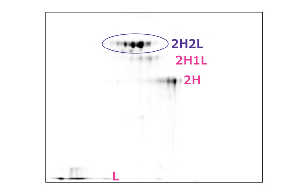 2D-E Pattern of Bevacizumab Under Non-Reduction Condition 2D-E pattern of antibody drug, bevacizumab, under non-reduction conditions. Pattern shows 2H2L spots at the top, with 2H1L and 2H spots underneath. The pattern for L is at the bottom of the image.