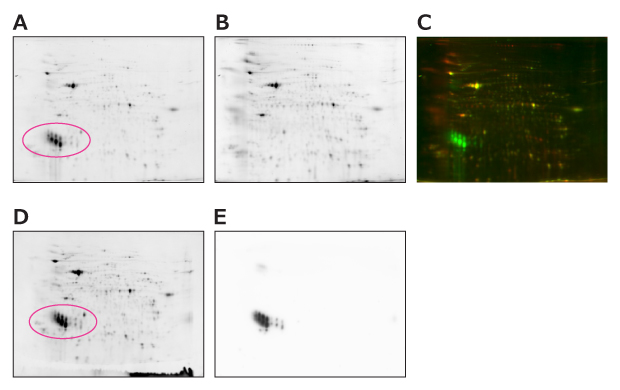 2D-E Pattern of Recombinant 14-3-3 Protein α/β in HEK293 Cell Supernatant Various 2D-E patterns showing the Cy3 recombinant 14-3-3 protein α/β in HEK293 cell supernatant, Cy5 control HEK293 cell supernatant, a merged image of these, and Cy5 recombinant 14-3-3 protein α/β in HEK293 cell supernatant on membrane. The last image is a Western blot using an anti-His tag antibody.