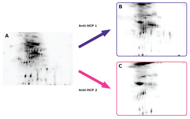 Anti-HCP Antibody Validation Using the Auto2D<sup>®</sup> System. Anti-HCP Antibody Validation Using the Auto2D® System.