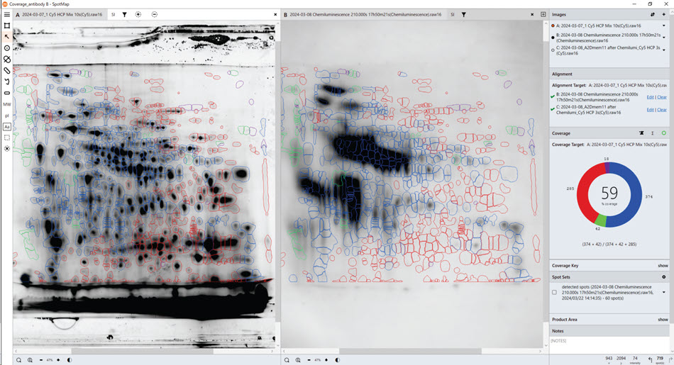 Demonstration of an HCP coverage test using the SpotMap software. HCP coverage test with Anti-HCP antibody B. Total protein data obtained from the gel (pre-labelling, left), Western blot data with Anti-HCP antibody B (right). SpotMap version number: 5.1.003.