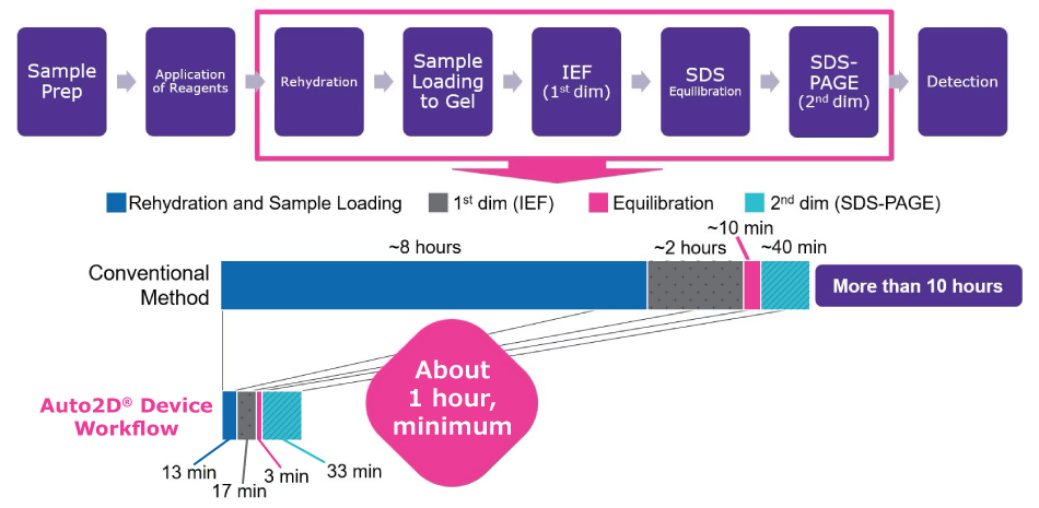 2DE Workflow and Where Auto2D<sup>®</sup> Device Automates Two-dimensional gel electrophoresis workflow and the steps that are automated by the Auto2D® device.