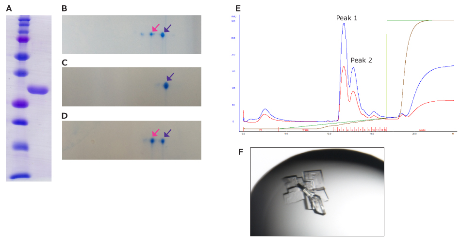 Homogenous Evaluation of Sample for X-Ray Crystal Structure Analysis Various images and graphs showing SDS-PAGE, 2D-E pattern of partial purified protein, ion-exchange column chromatography, and protein crystal. 2D-E images show the peaks from the chromatogram and the protein crystal shows peak 1.