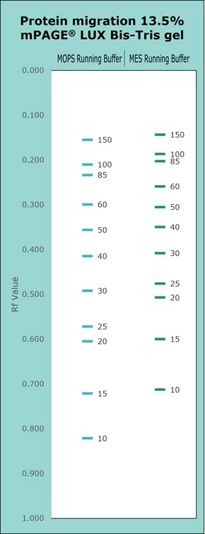 Protein migration chart for 13.5% mPAGE LUX Bis-Tris gel. The chart displays the migration for MOPS & MES Running Buffer. Higher gel percentages such as 13.5% are used for better separation of low molecular weight proteins. Separation of proteins on Bis-Tris gels can be further optimized with the use of MES or MOPS running buffer. MOPS running buffer is preferred for separation of mid to high molecular weight proteins, while MES running buffer has advantages for separating mid to low molecular weight proteins.