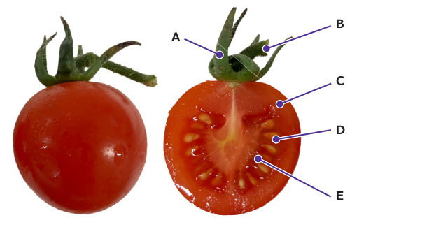 Organ Names of Tomato Fruits Tomato sliced open with labels on the different parts.