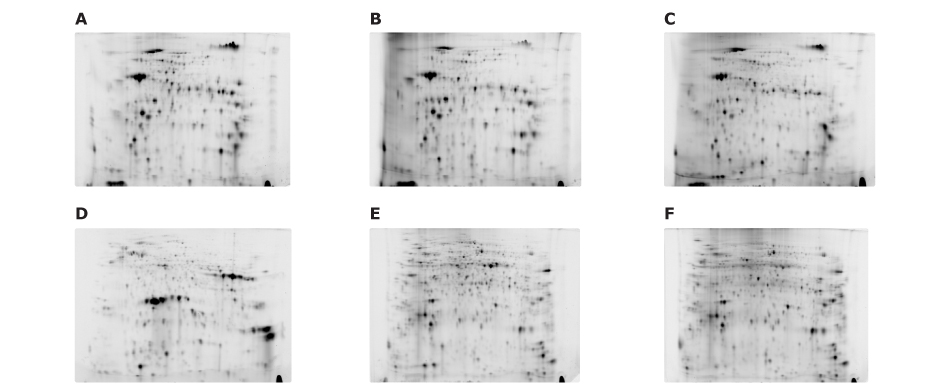 Organ-Specific Proteomes of Tomato Fruits Fluorescence-labeled 2D-E images of plant organ samples using the Auto2D®automated gel electrophoresis system. Images include juice, inner skin, jelly-like tissue, seed, sepal, and pedicel. Each sample has a clear and differentiated profile.