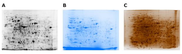 Plant Protein Loading Amount and Detection Methods Detection of protein in flower extract samples using Cy5 NHS ester, CBB staining, or silver staining methods.