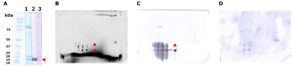 Salmon Roe Allergenic Immunodetection The Auto2D system for salmon roe-allergenic patient serum separation and immunodetection.