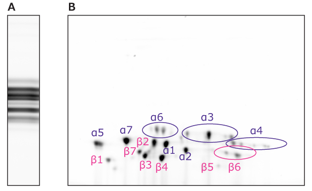 SDS-PAGE and 2D-E Pattern of 20S Proteasome SDS-PAGE pattern on the left and 2D-E pattern on the right showing the proteasome subunits labeled. Alpha subunits are on the top and beta subunits are on the bottom.